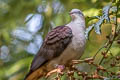 Mountain Imperial Pigeon Ducula badia griseicapilla