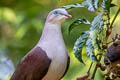 Mountain Imperial Pigeon Ducula badia griseicapilla