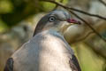 Mountain Imperial Pigeon Ducula badia griseicapilla