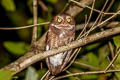 Mountain Scops Owl Otus spilocephalus latouchi
