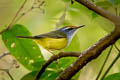 Mountain Tailorbird Phyllergates cucullatus coronatus (Mountain Leaftoiler)