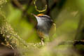 Mountain Tailorbird Phyllergates cucullatus coronatus (Mountain Leaftoiler)