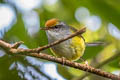 Mountain Tailorbird Phyllergates cucullatus thais (Mountain Leaftoiler)