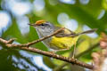 Mountain Tailorbird Phyllergates cucullatus thais (Mountain Leaftoiler)