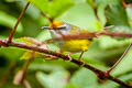 Mountain Tailorbird Phyllergates cucullatus coronatus (Mountain Leaftoiler)