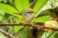 Mountain Tailorbird Phyllergates cucullatus coronatus (Mountain Leaftoiler)