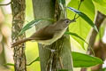 Moustached Babbler Malacopteron magnirostre magnirostre