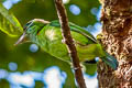 Moustached Barbet Psilopogon incognitus eurous