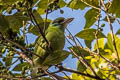 Moustached Barbet Psilopogon incognitus eurous