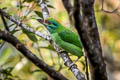 Moustached Barbet Psilopogon incognitus elbeli