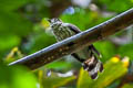 Moustached Hawk-Cuckoo Hierococcyx vagans