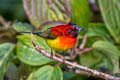 Mrs. Gould's Sunbird Aethopyga gouldiae dabryii