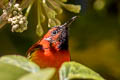 Mrs. Gould's Sunbird Aethopyga gouldiae dabryii