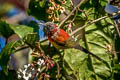 Mrs. Gould's Sunbird Aethopyga gouldiae dabryii