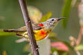 Mrs. Gould's Sunbird Aethopyga gouldiae dabryii