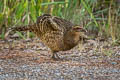 Mrs. Hume's Pheasant Syrmaticus humiae burmanicus