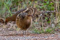 Mrs. Hume's Pheasant Syrmaticus humiae burmanicus