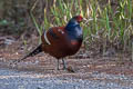 Mrs. Hume's Pheasant Syrmaticus humiae burmanicus