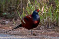 Mrs. Hume's Pheasant Syrmaticus humiae burmanicus