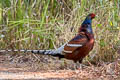 Mrs. Hume's Pheasant Syrmaticus humiae burmanicus