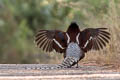 Mrs. Hume's Pheasant Syrmaticus humiae burmanicus