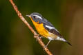 Mugimaki Flycatcher Ficedula mugimaki