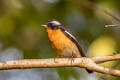 Mugimaki Flycatcher Ficedula mugimaki