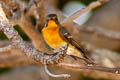 Mugimaki Flycatcher Ficedula mugimaki