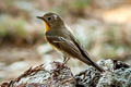 Mugimaki Flycatcher Ficedula mugimaki