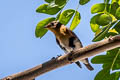 Mugimaki Flycatcher Ficedula mugimaki