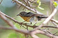 Mugimaki Flycatcher Ficedula mugimaki