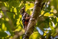 Necklaced Woodpecker Dryobates pernyii tenebrosus