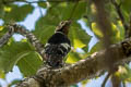 Necklaced Woodpecker Dryobates pernyii tenebrosus