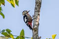 Necklaced Woodpecker Dryobates pernyii tenebrosus