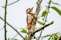 Necklaced Woodpecker Dryobates pernyii tenebrosus