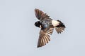 Nepal House Martin Delichon nipalense nipalense 