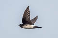 Nepal House Martin Delichon nipalense nipalense 