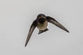 Nepal House Martin Delichon nipalense nipalense 