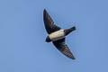 Nepal House Martin Delichon nipalense nipalense 