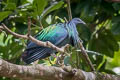 Nicobar Pigeon Caloenas nicobarica nicobarica