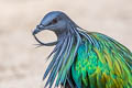 Nicobar Pigeon Caloenas nicobarica nicobarica