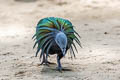 Nicobar Pigeon Caloenas nicobarica nicobarica