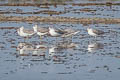 Nordmann's Greenshank Tringa guttifer (Spotted Greenshank)