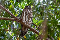 Northern Boobook Ninox japonica japonica