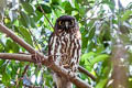 Northern Boobook Ninox japonica japonica