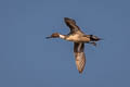 Northern Pintail Anas acuta