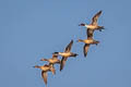 Northern Pintail Anas acuta