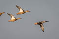 Northern Shoveler Spatula clypeata