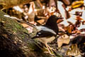 Northern White-crowned Forktail Enicurus leschenaulti sinensis