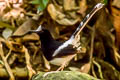Northern White-crowned Forktail Enicurus leschenaulti sinensis